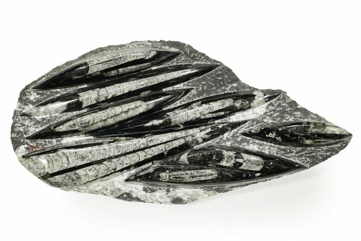 Polished Fossil Orthoceras (Cephalopod) Plate - Morocco #359665
